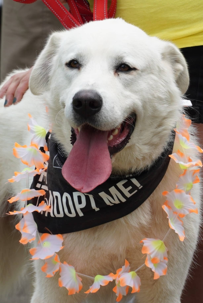 A photo of a large white dog wearing a bandana that reads: Adopt Me!