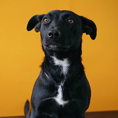 A photo of a black dog with a small patch of white on its chest