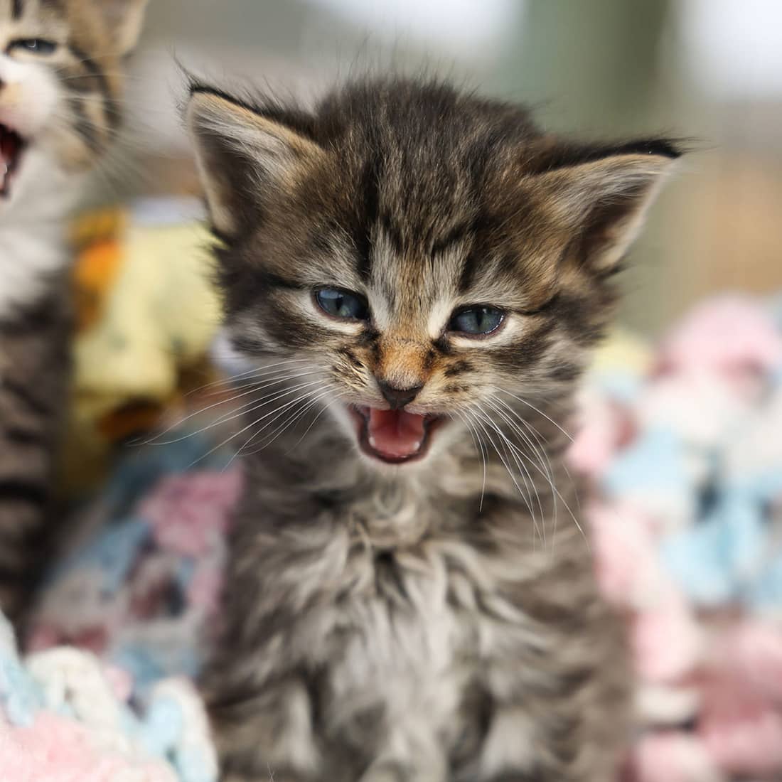 A photo of a small tabby kitten meowing