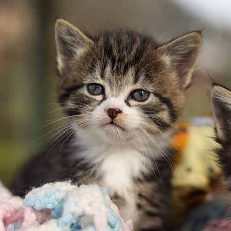 A photo of a small tabby kitten with white on face and chest