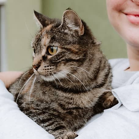 A brown tabby cat being held